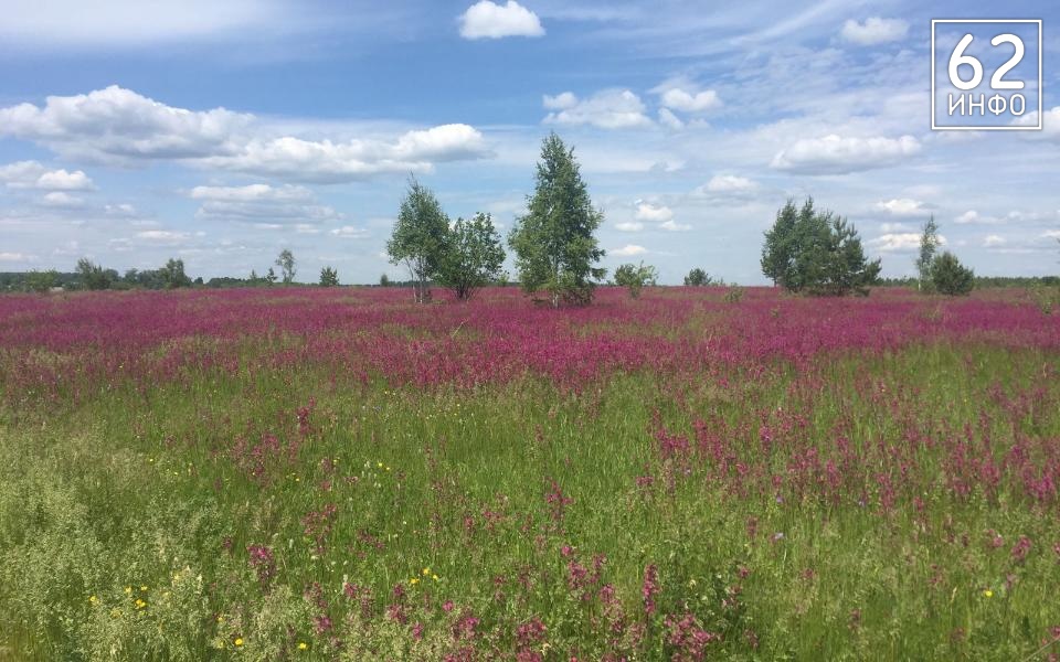 Рязанцам запретили ходить в лес у Дубровичей из-за военно-полевых тренировок - 62ИНФО