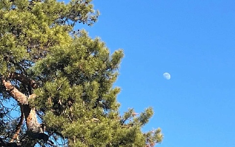 Весной в Рязанской области высадят более 29 гектаров леса