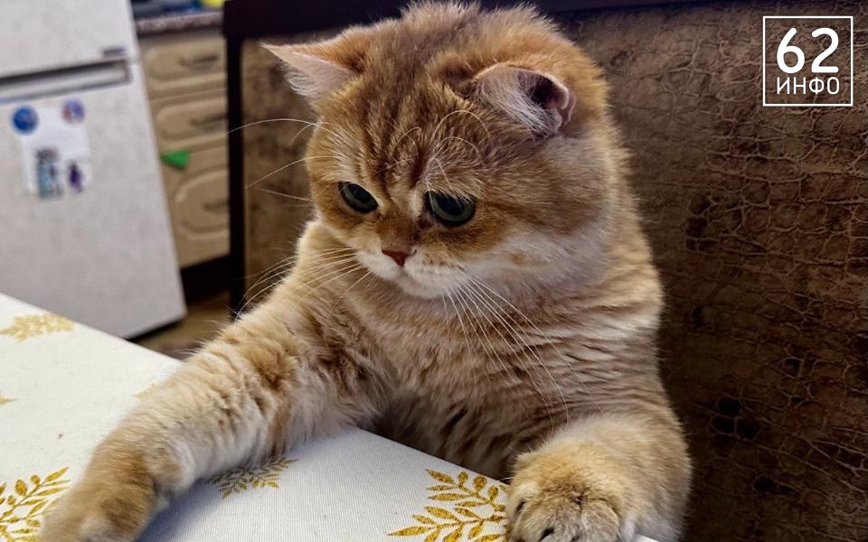 В Госдуме хотят ввести штрафы за нарушение требований к содержанию питомцев - 62ИНФО