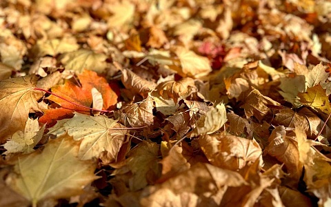 В Рязанской области 4 ноября наступит потепление