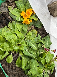 В Старый Новый год в Рязани зацвели примулы