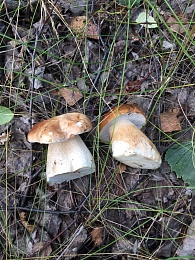 Названы урожайные леса Рязанской области с лисичками и белыми грибами