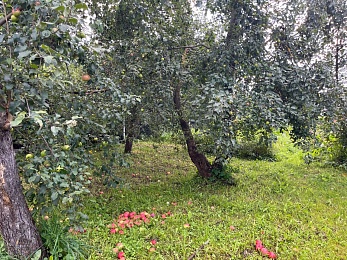 Яблочный Спас: традиции и история праздника Преображения Господня