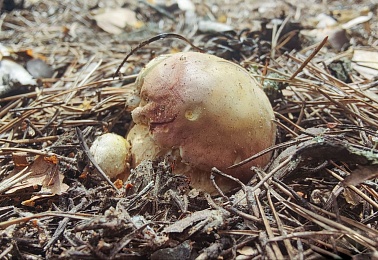 Рязанские леса в мае накрыло волной маслят и белых грибов - 62ИНФО Рязанские леса в мае накрыло волной маслят и белых грибов