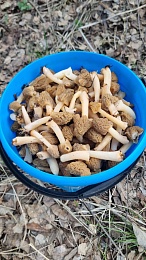 Рязанцы выносят ведра сморчков после похода в лес