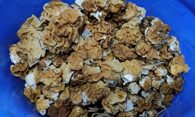 Рязанцы выносят ведра сморчков после похода в лес