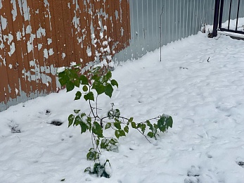 Рязанцы делятся фото первого снегопада в городе и в лесу