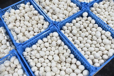 В Рязанской области появятся 500 рабочих мест на предприятии по производству грибов