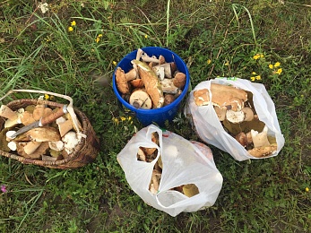 В Рязанской области 4 района накрыл урожай белых грибов