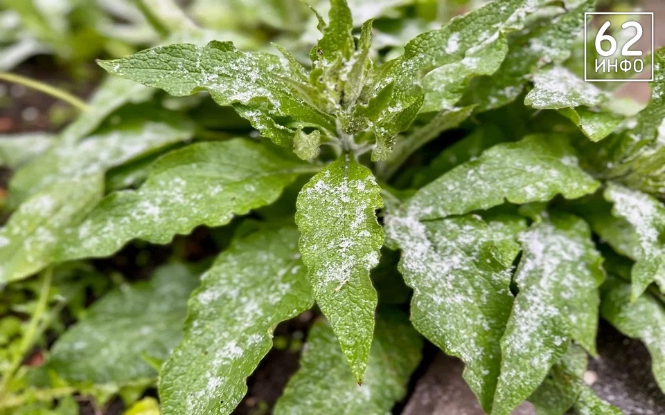 МЧС: Рязанскую область накроет вторая волна заморозков - 62ИНФО