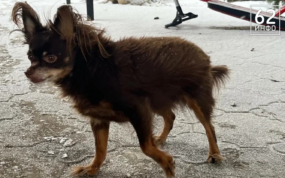 Ветеринары рассказали рязанцам, как обезопасить котов и собак от клещей весной - 62ИНФО