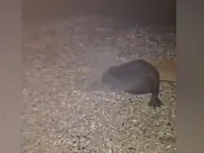 Заблудившегося в Рязани бобра доставили к воде