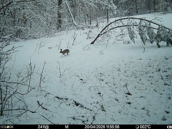 Рязанцам рассказали, что делать при встрече с волком в лесу