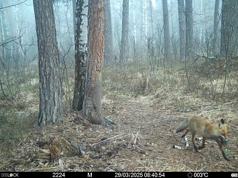 Фотоловушки заметили медведя, лису, оленя и зайца в Окском заповеднике