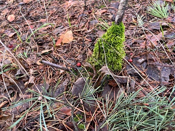 Аномальный февраль: в лесах под Рязанью распускается листва и растут грибы