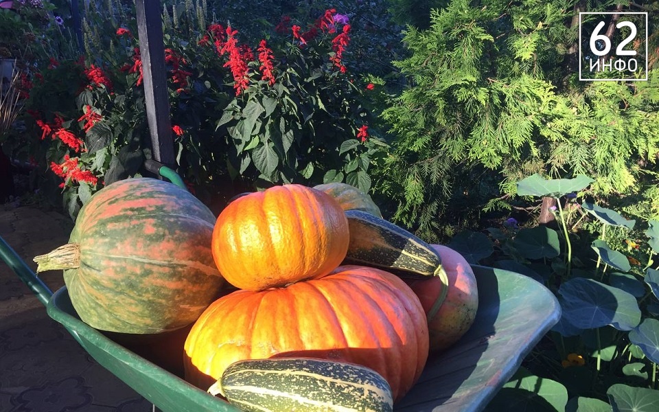 На Рязанщине 2 октября сохранятся жара до +24°С и сушь - 62ИНФО