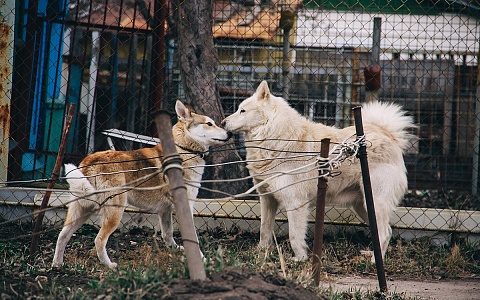В Ухоловском районе ввели карантин по бешенству