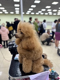 В Рязани проходит выставка собак «Содружество»