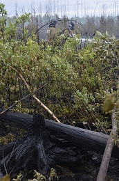 Дым без огня. Как выглядит лесной пожар под Рязанью спустя неделю 