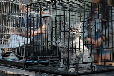 В Лесопарке Рязани прошла выставка бездомных животных "Пойдем домой"