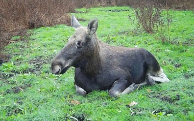В Окском заповеднике застали лосей за осуждаемым занятием