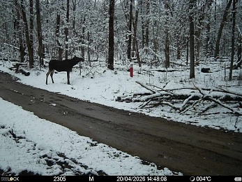 Рязанцам рассказали, что делать при встрече с волком в лесу