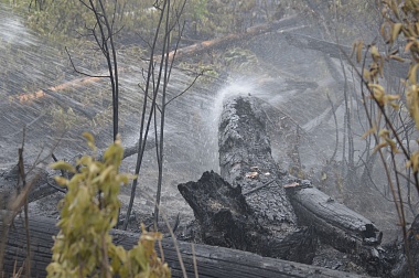 Дым без огня. Как выглядит лесной пожар под Рязанью спустя неделю 