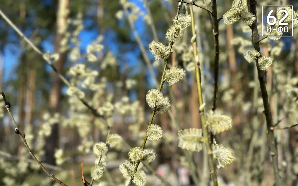 Вербное воскресенье: традиции праздника Входа Господня в Иерусалим - 62ИНФО