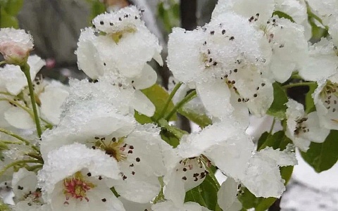 В Рязанской области 7 апреля ждут мокрый снег в трех районах