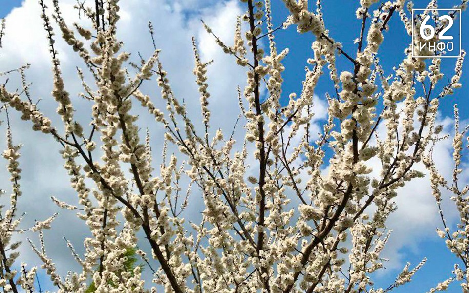 30 марта в Рязанской области будет до +15°С - 62ИНФО