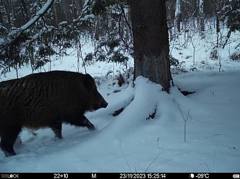 Окский заповедник показал снимки волков и рыси с фотоловушек