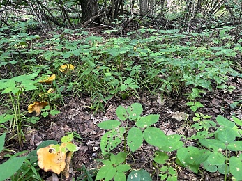 Рыжий от грибов лес: Рязанскую область захлестнула волна лисичек и подосиновиков