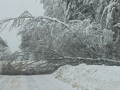 Упавшее дерево заблокировало дорогу в Касимовском округе