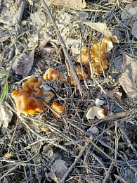 Грибная разведка сообщает: в рязанских лесах появились строчки