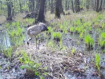 Серые журавли вернулись с зимовки на родные болота Окского заповедника