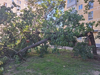 В Рязани дерево упало на детскую площадку