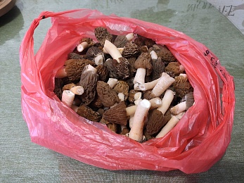 Рязанцы выносят ведра сморчков после похода в лес