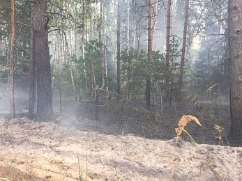 По ту сторону реки: как тушат пожары в рязанских лесах