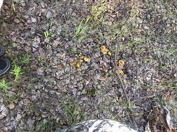 Названы урожайные леса Рязанской области с лисичками и белыми грибами