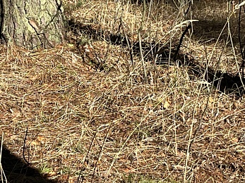 В Рязанской области заметили крушинниц-скороспелок