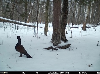 Окский заповедник показал снимки волков и рыси с фотоловушек