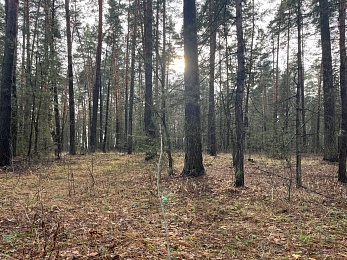 Аномальный февраль: в лесах под Рязанью распускается листва и растут грибы