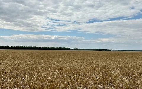 Количество собранного в регионе зерна выросло до 1,6 млн тонн