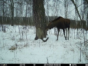 Окский заповедник показал фото лосей и кабанов в снегу