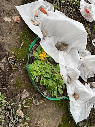 В Старый Новый год в Рязани зацвели примулы