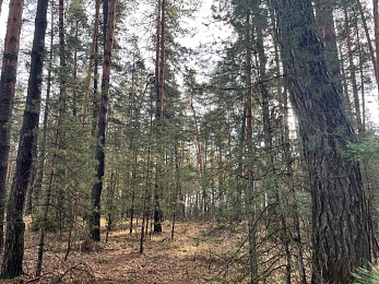 Аномальный февраль: в лесах под Рязанью распускается листва и растут грибы