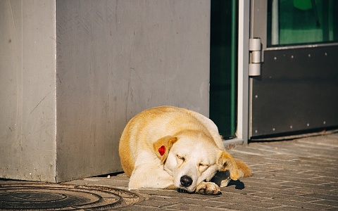 В Рязанской области выделили более 4,5 млн рублей на отлов бездомных животных