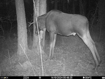 Окский заповедник поймал лося у легендарной кабаньей чесалки