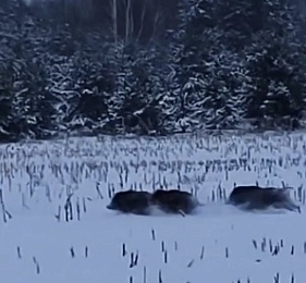 В Спасском округе встретили стаю кабанов 