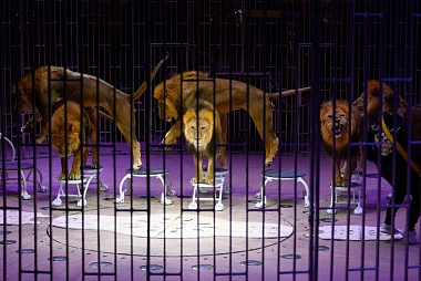 В Рязанском цирке провели «Открытую репетицию»